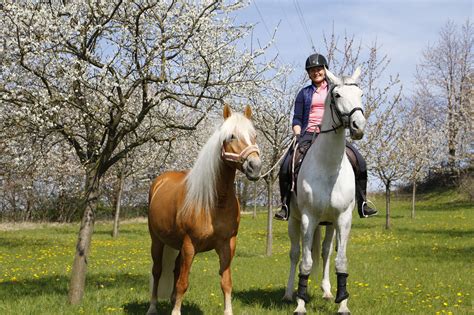 xhamster reiten|Die Stute beim Reiten .